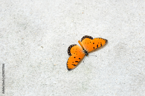 A butterfly with orange wings resting on the concrete wall in a closeup portrait