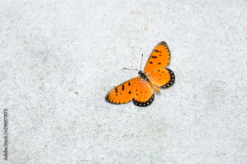 A butterfly with orange wings resting on the concrete wall in a closeup portrait