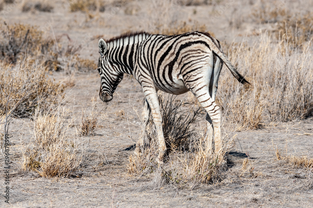 A Burchell's Plains zebra -Equus quagga burchelli- standing on the plains of Etosha National Park, Namibia. A Burchell's Plains zebra -Equus quagga burchelli- standing on the plains of Etosha National Park, Namibia.