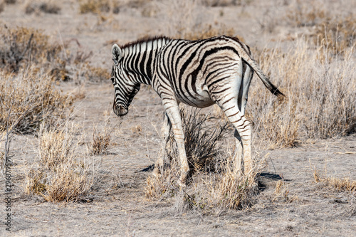 A Burchell s Plains zebra -Equus quagga burchelli- standing on the plains of Etosha National Park  Namibia.