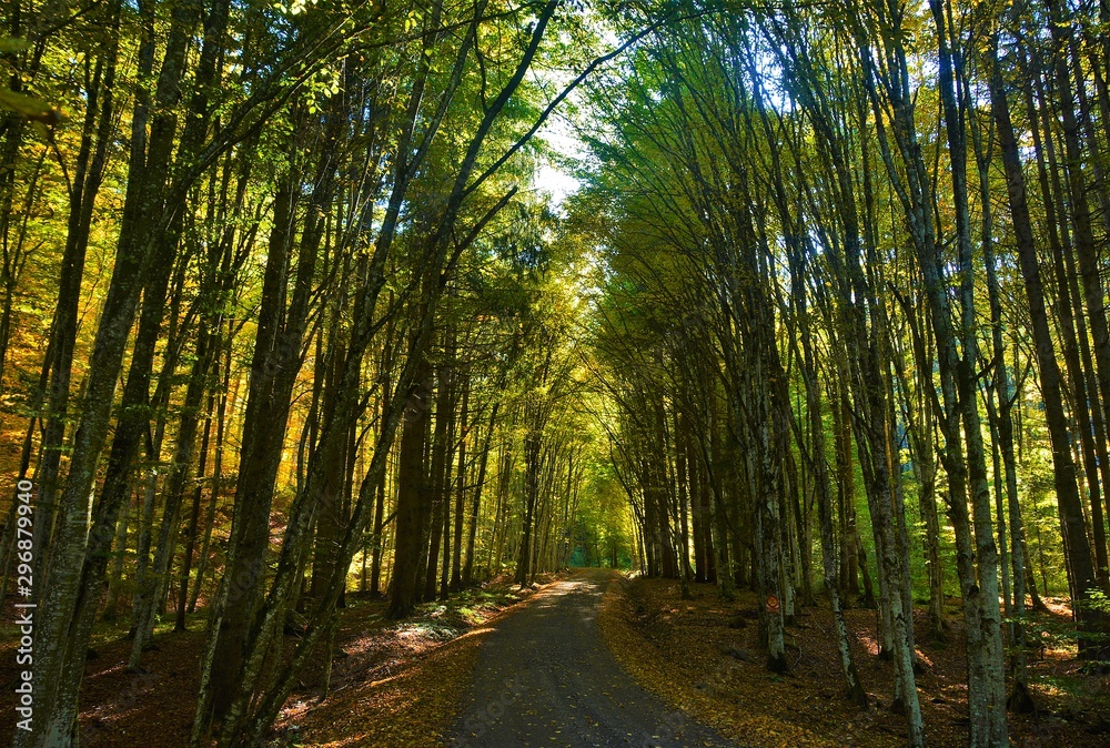 Obraz premium a tunnel of trees in the forest