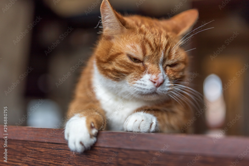 Red domestic cat. Close-up photo.