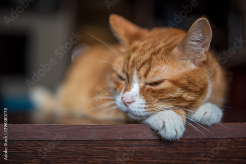 Red domestic cat. Close-up photo. © shymar27