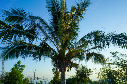 Coconut trees behind the blue sky background