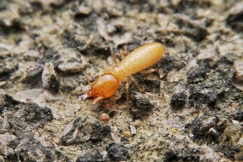 Close up of the yellow termite on old cement floor. Insects that damage the home.