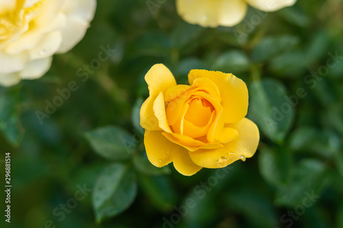 Roses. Beautiful yellow roses with drops of water in the garden, soft green background
