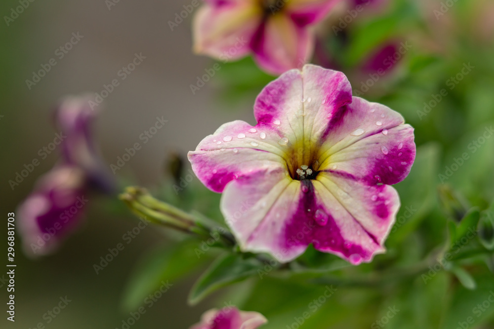 Obraz premium Petunia flowers. Pink star petunia close up with drops of water in the garden after rain