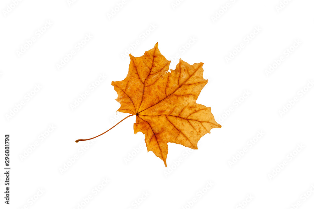 Maple leaves on an isolated white background Maple leaves on an isolated white background