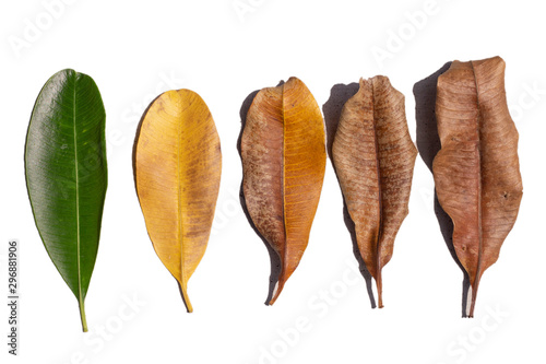 Set Autumn Color leaves  different colors of leaves plants on white background that indicate stage of life. Concept of transition.