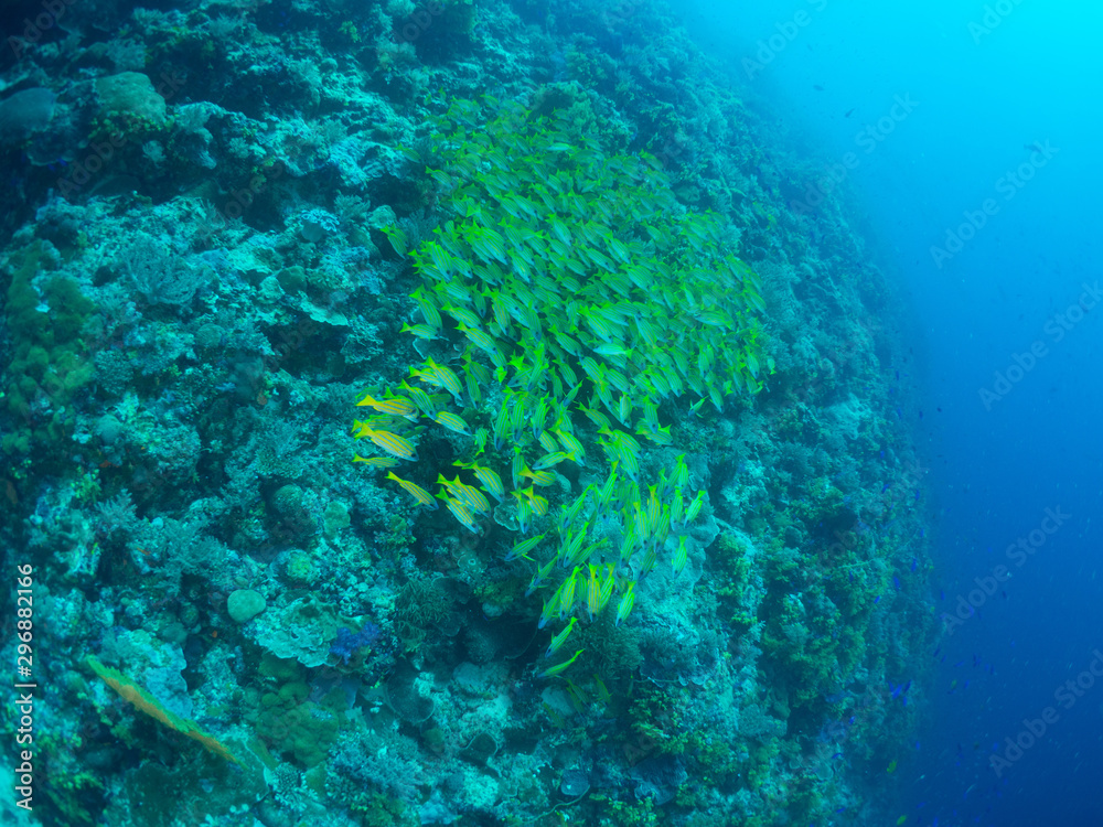 Fototapeta premium パラオ_ペリリュー_スキューバダイビング