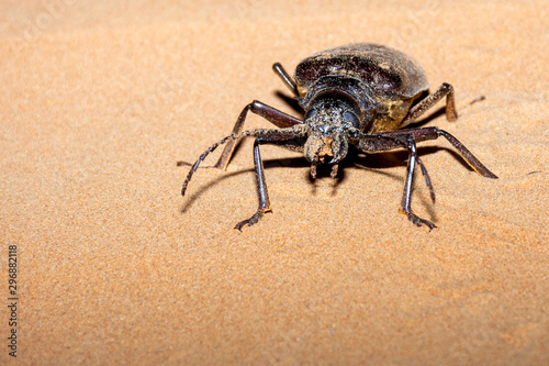 Giant Longhorn Beetle (Anthracocentrus arabicus) a nocturnal or nightime desert creature with huge antennae in the sand in the United Arab Emirates.