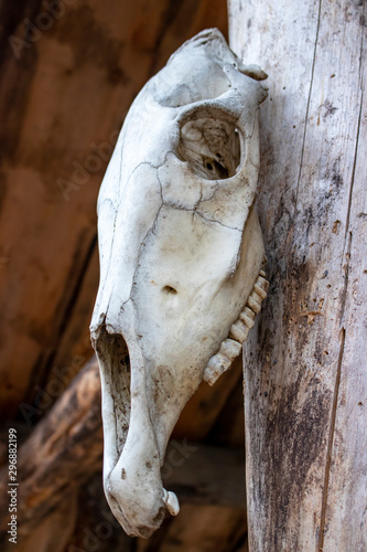 Wild animal skull on a wooden build. © Andrey