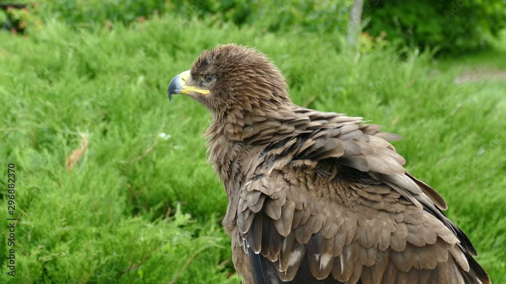 Eagle. Flew down on the grass and carefully looks around him in search of prey. Eagle. Flew down on the grass and carefully looks around him in search of prey.