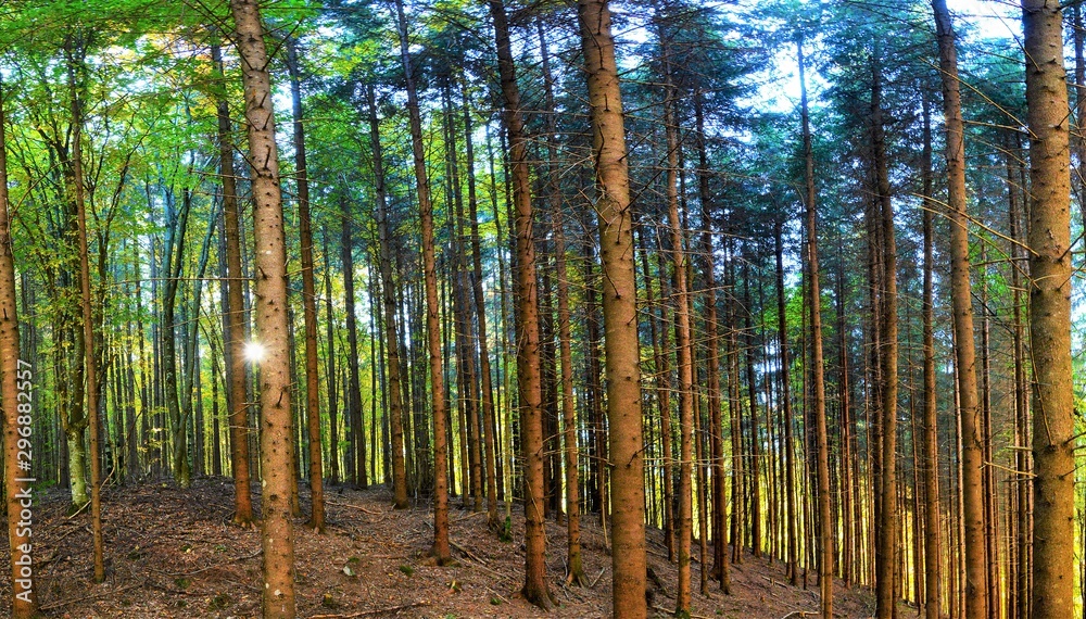 landscape in a fir forest landscape in a fir forest