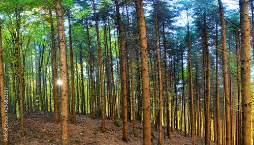 landscape in a fir forest