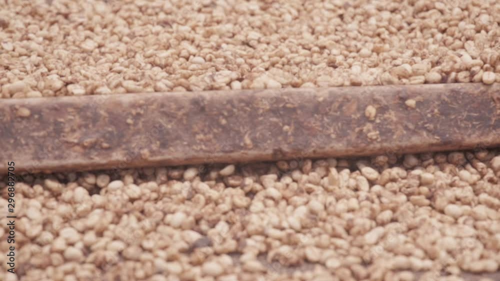 Wodden stick sifting Drying Coffee Beans by Coffee Farmer Wodden stick sifting Drying Coffee Beans by Coffee Farmer