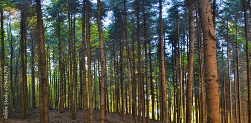 landscape in a fir forest