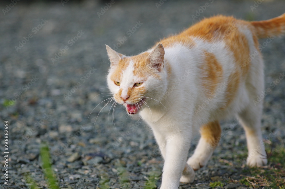 歩く猫 Stock Photo Adobe Stock 歩く猫 Stock Photo Adobe Stock