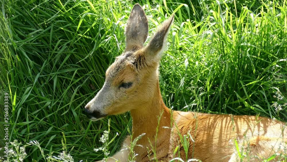 Deer is resting in the tall grass. Here it is invisible to predators.