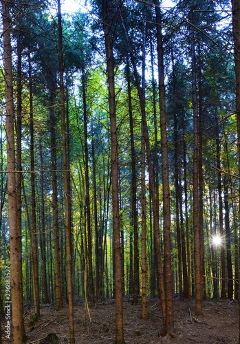 Fototapeta Naklejka Na Ścianę i Meble -  landscape in a fir forest