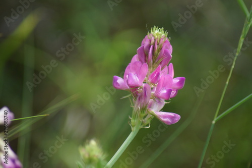 flower in the garden