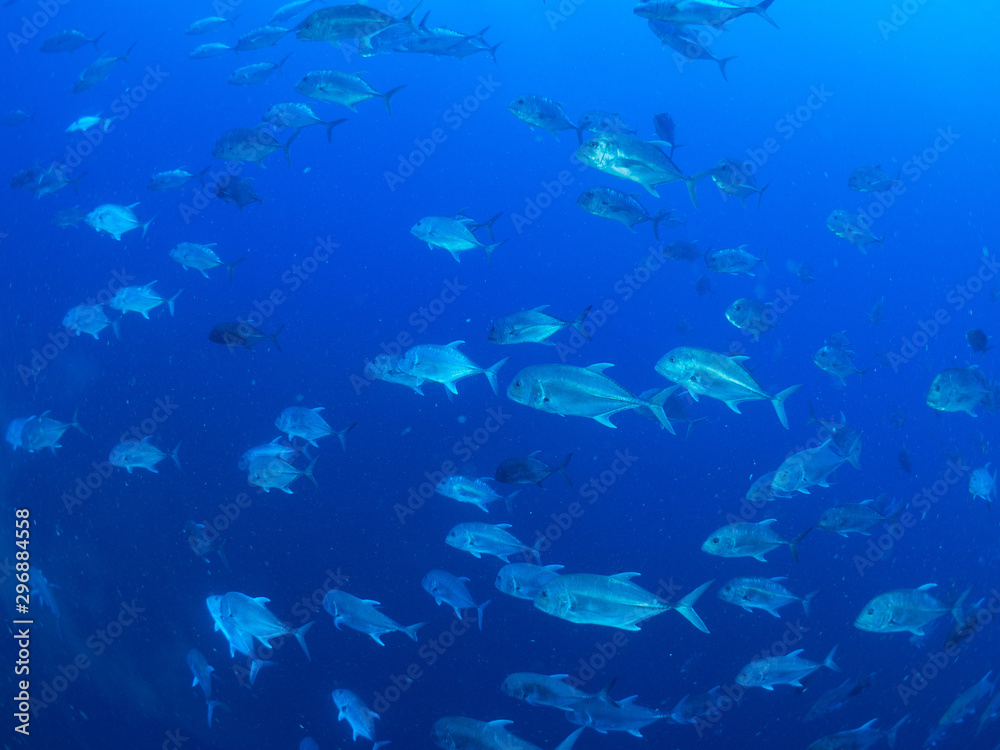 Fototapeta premium パラオ_ペリリュー_スキューバダイビング