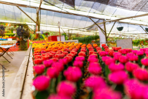 colorful flowers in greenhouse