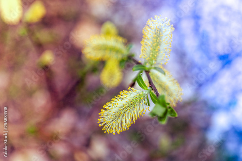 Willow Blossom. Detail of willow blossoms in the spring © Степан Хаджи