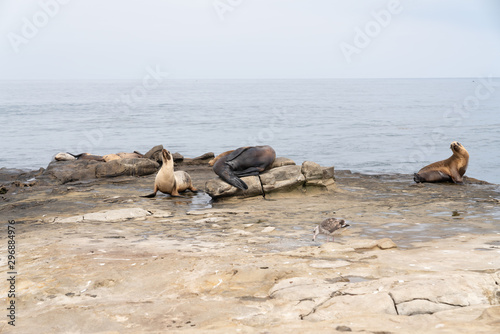 Sea Lions on rocks 