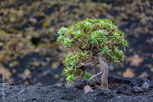 Balsam-Wolfsmilch (Euphorbia balsamifera) auf La Palma photo