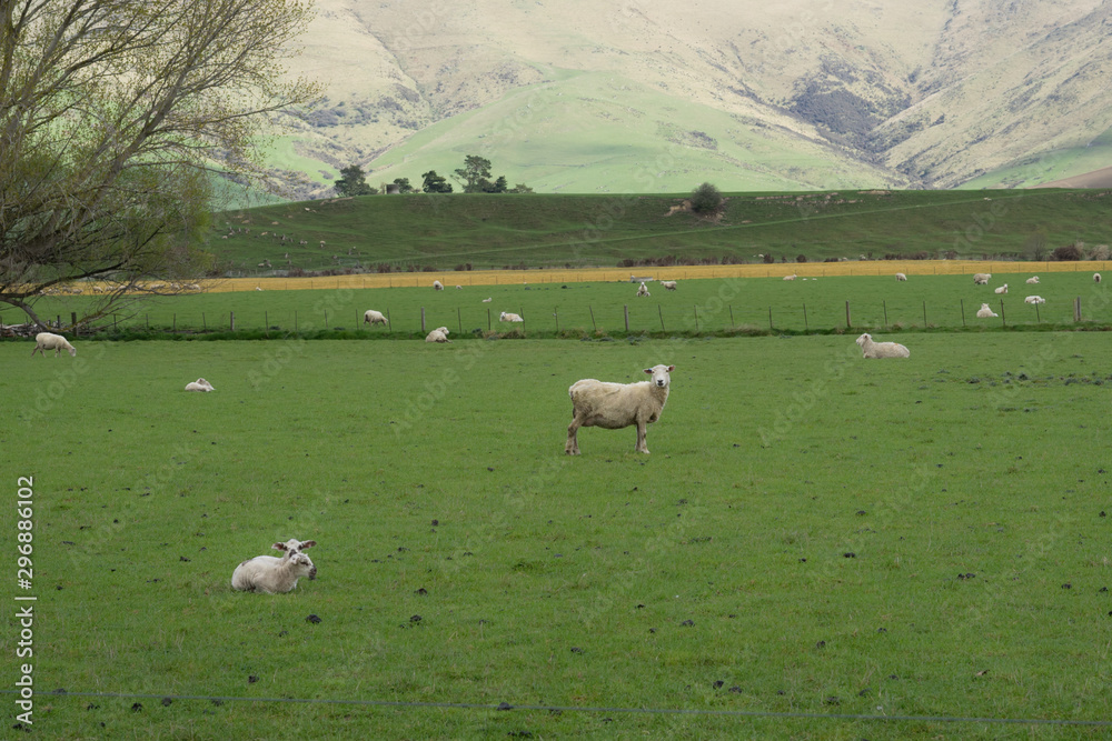Flock of sheeps at dairy farm in New Zealand.
