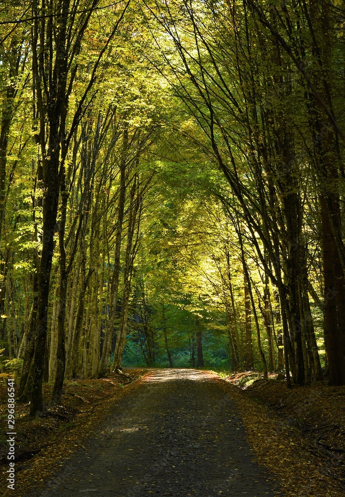 Obraz premium a tunnel of trees in the forest