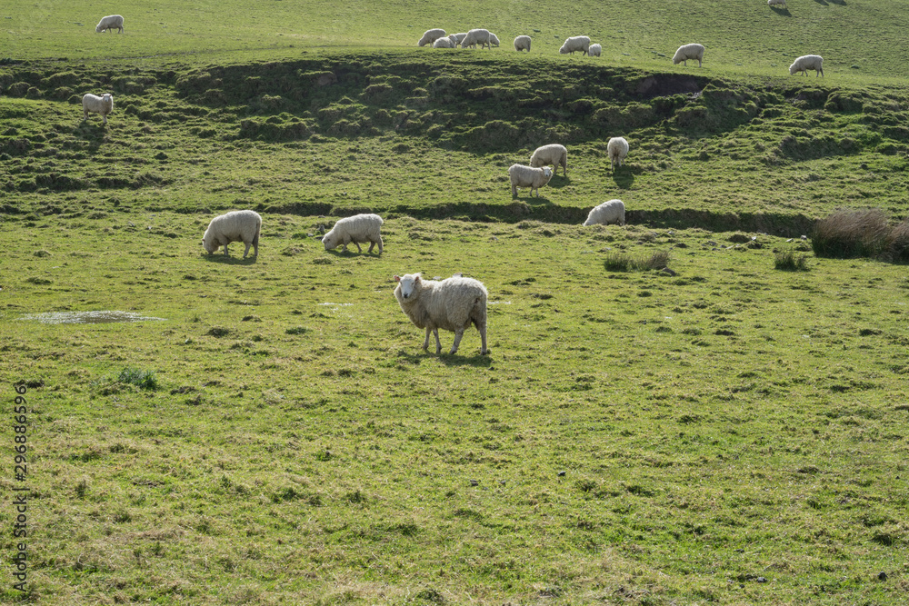 Fototapeta premium Flock of sheeps at dairy farm in New Zealand.