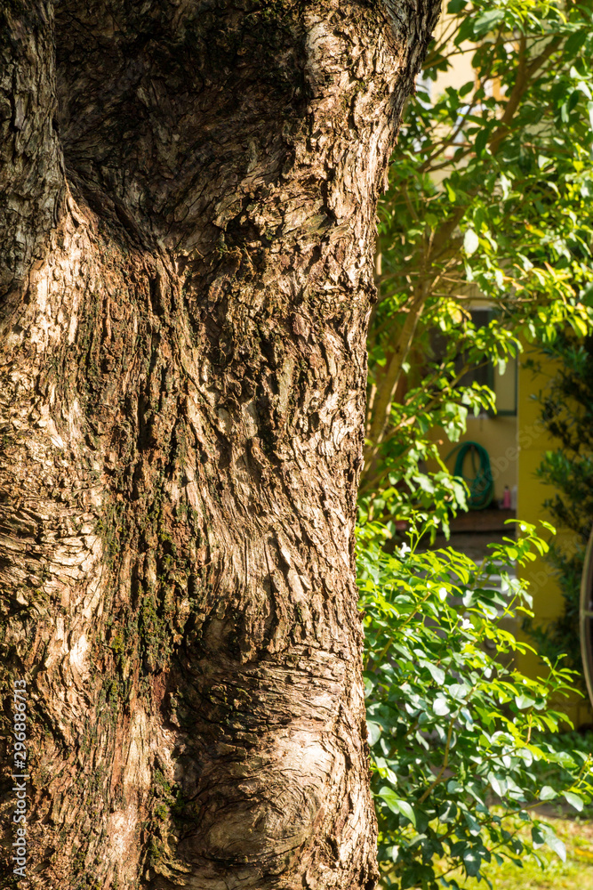 Obraz premium trunk of a tree