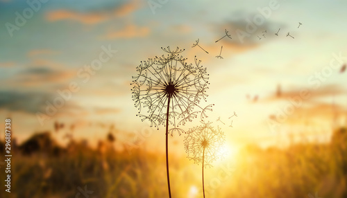 Naklejka na okno łazienkowe Romantyczny dmuchawiec