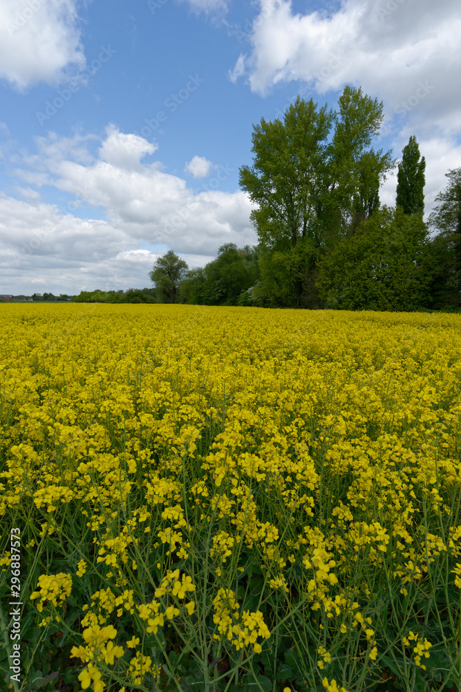 Obraz premium Rapsfeld