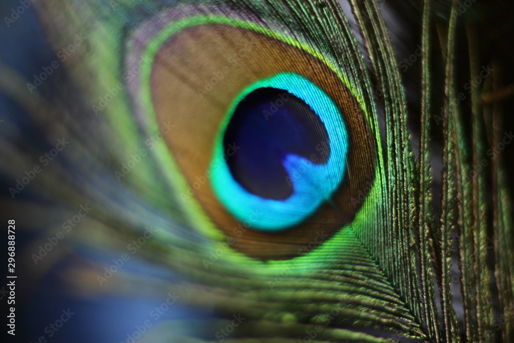 Naklejka premium peacock feather on black background