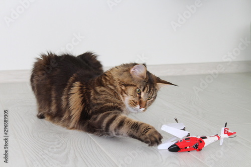 cat sleeping on pillow
