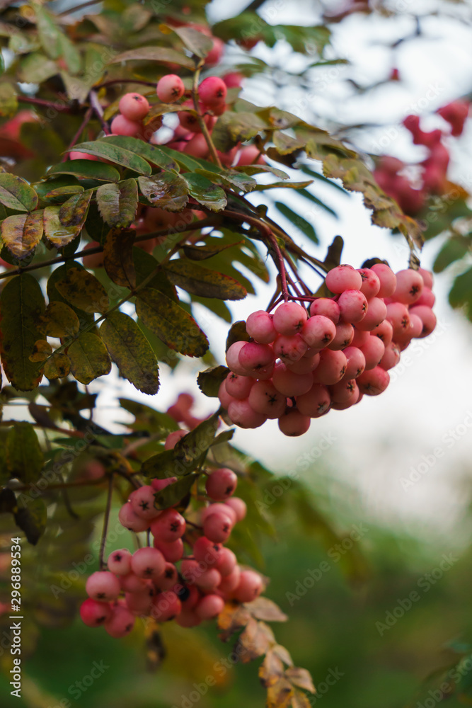 White-pink mountain ash in the fall in a city park.Autumn landscape. White-pink mountain ash in the fall in a city park.Autumn landscape.
