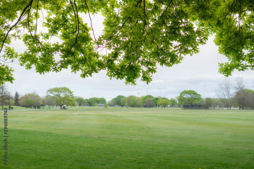 Beautiful view of green field park with maple leaf framing on top.Selective focus shot with copy space. Beautiful view of green field park with maple leaf framing on top.Selective focus shot with copy space.