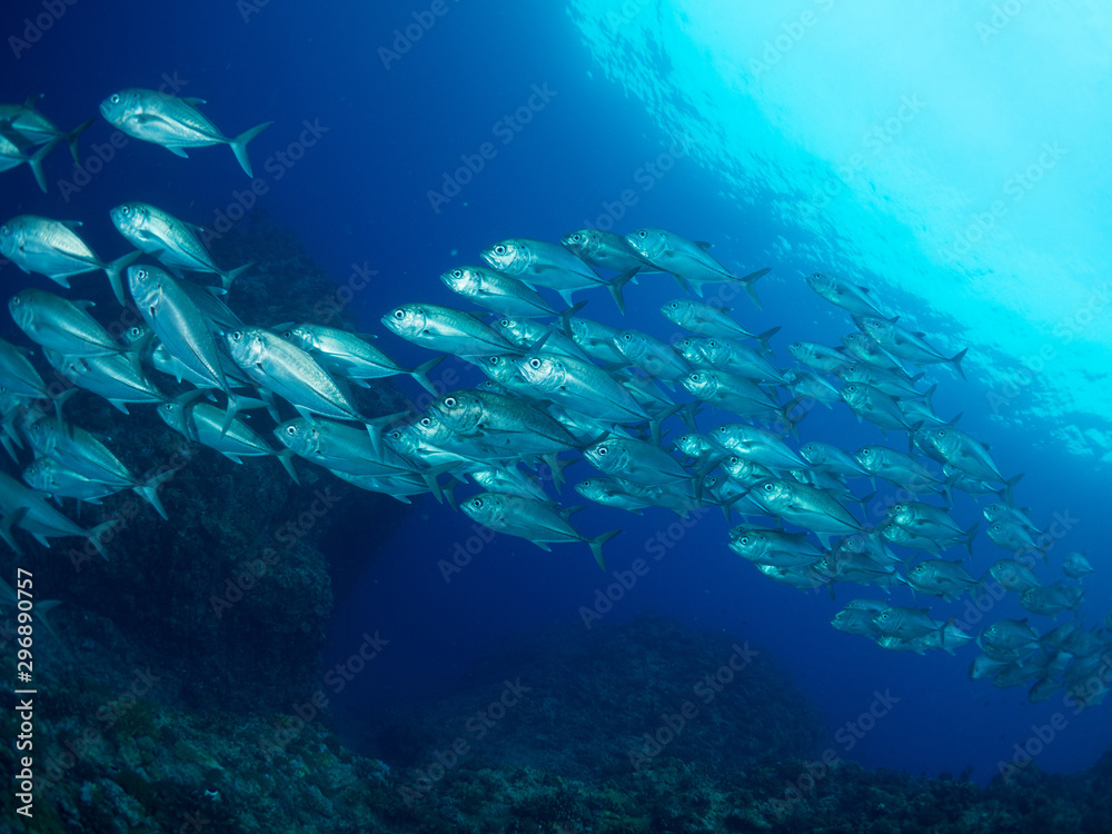 Fototapeta premium 沖縄_粟国島_スキューバダイビング