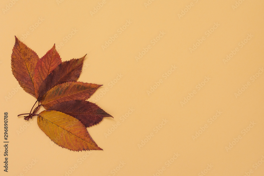 Fallen sweet cherry leaves on yellow background, autumn concept, flat lay, top view,copy space Fallen sweet cherry leaves on yellow background, autumn concept, flat lay, top view,copy space