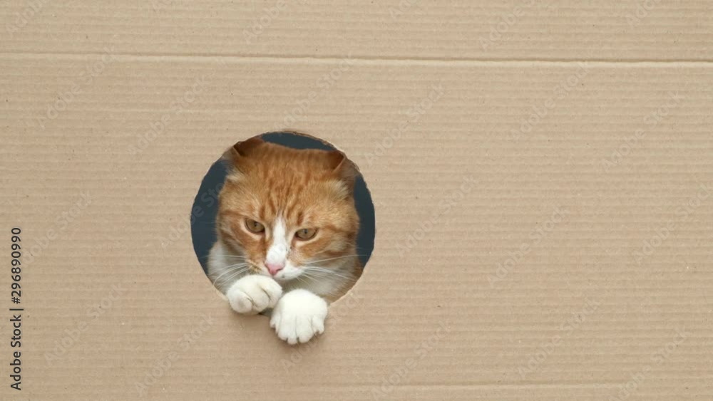 Cute curious ginger tabby cat with yellow eyes looks through round hole in cardboard box. Slow motion. 