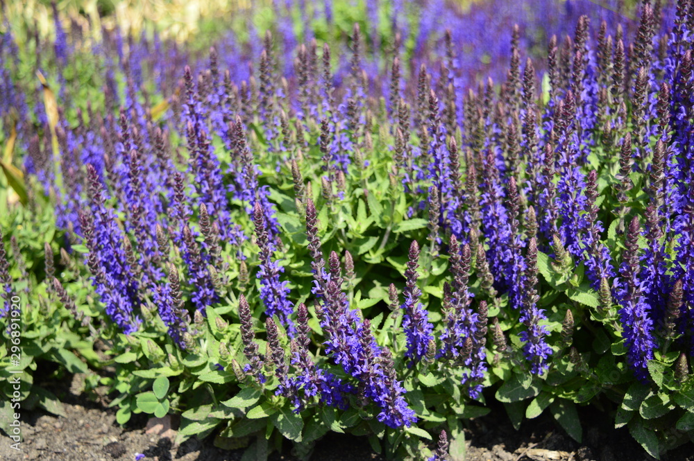 Fototapeta premium Closeup Salvia nemorosa called woodland sage or Balkan clary with blurred background in summer blue garden