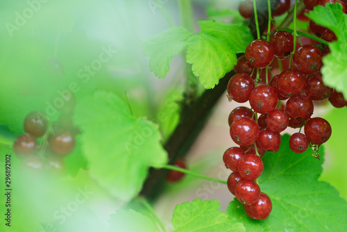 rote Johannesbeeren photo