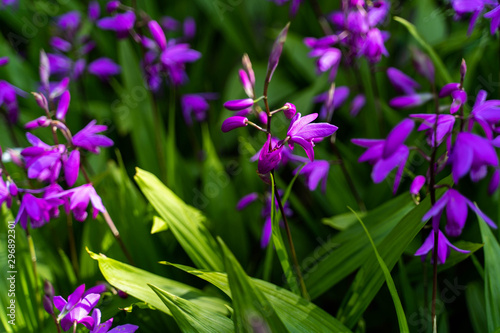 Flowers in garden 20