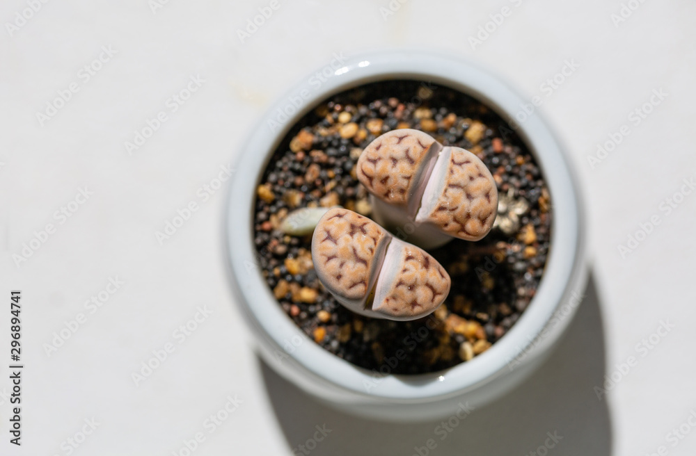 Macro close-up of succulent plant stone flower,Lithops N. E. Br. Macro close-up of succulent plant stone flower,Lithops N. E. Br.