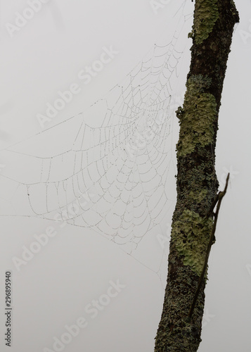 A lichen covered branch on the right side of the frame with a dew covered spiderweb draped across the picture.