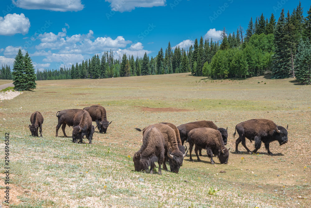 A herd of American Bison graze in a meadow near the North Rim of Grand Canyon National Park, Arizona, USA.