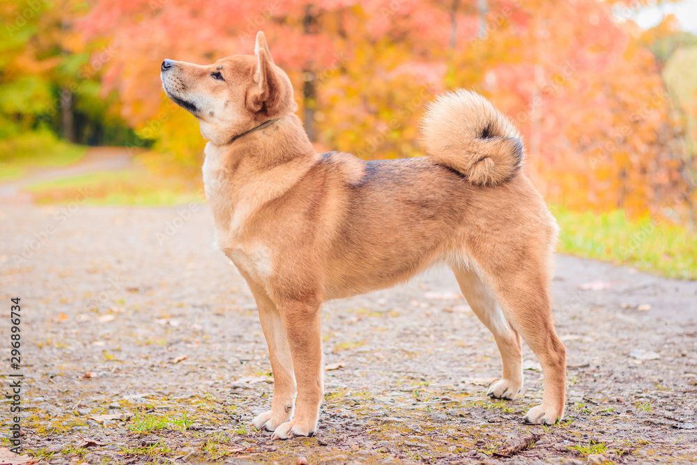 Shiba dog on a walk in the autumn park. Beautiful fluffy dog. .
